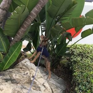 Meet your Posher, Amelia